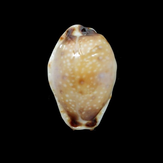 gangranosa reentsii 18,2mm