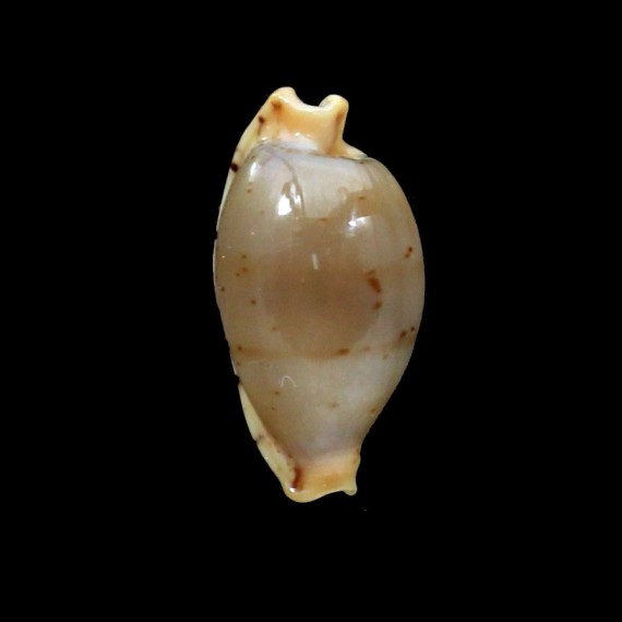 martini 15,4mm