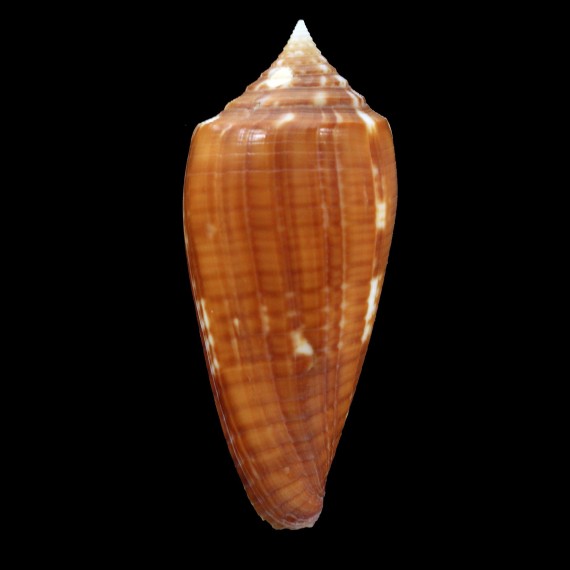 lynceus 55,8mm