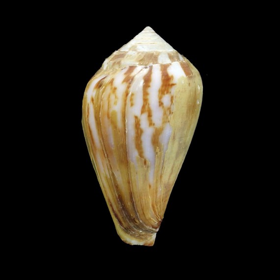 allaryii 27,5mm