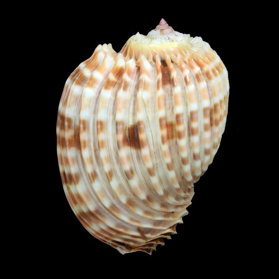 costata 69,6mm