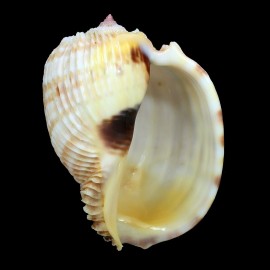 costata 69,6mm