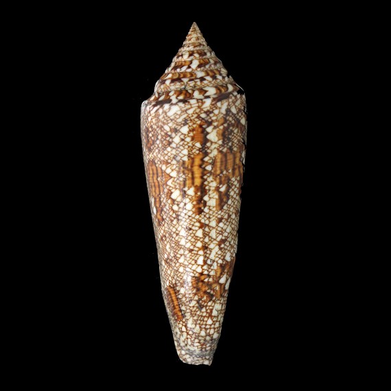 benagalensis 120,4mm