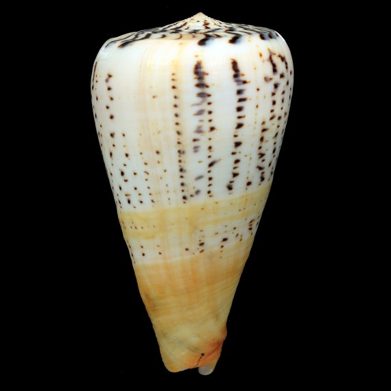 suratensis 112,2mm