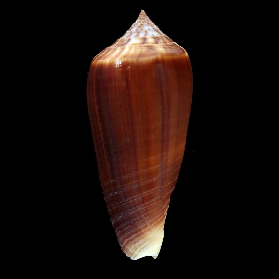 ochroleucus pilkeyi 52,0mm