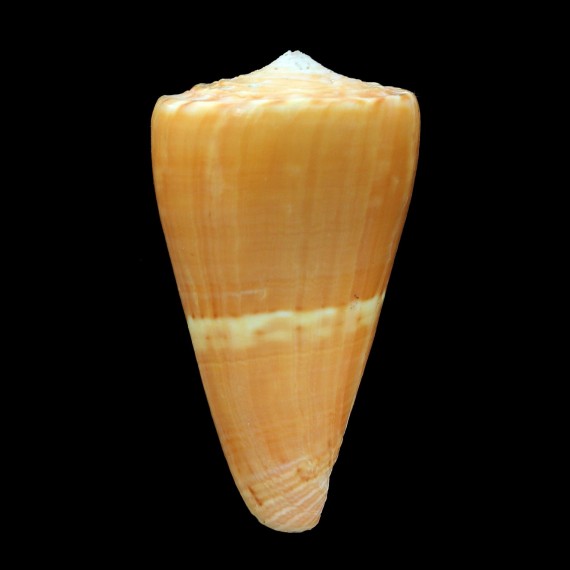 quasidaucus 56,0mm BIG