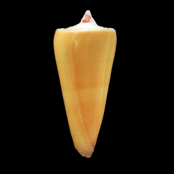 krabiensis 50,1mm AUSTRALIA