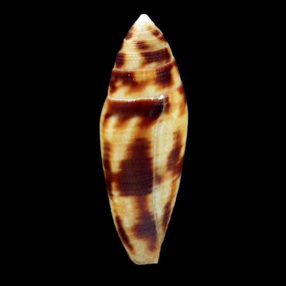 mitratus 46,4mm GIANT