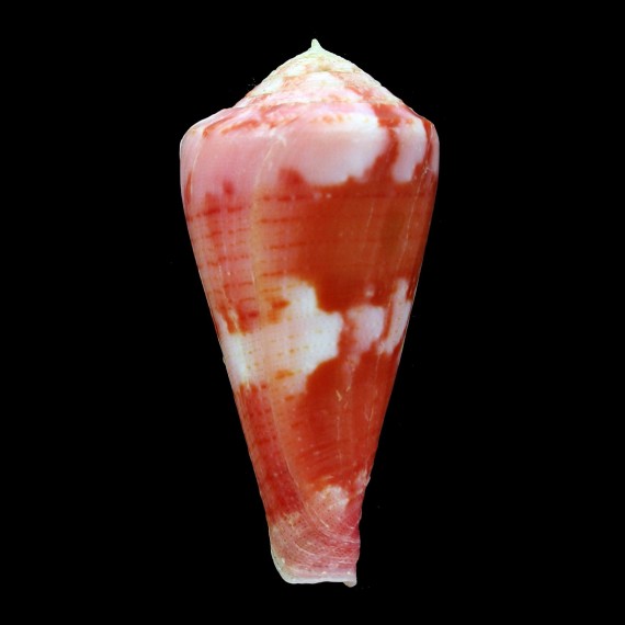 pertusus 55,6mm BIG