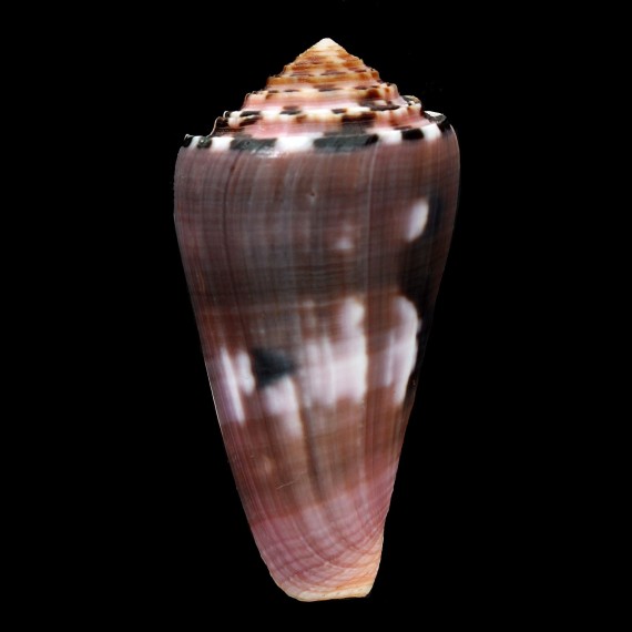 gauguini 58,1mm SPLENDID