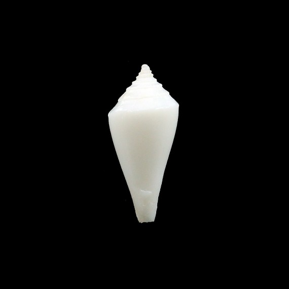loyaltiensis 16,6mm RARITY
