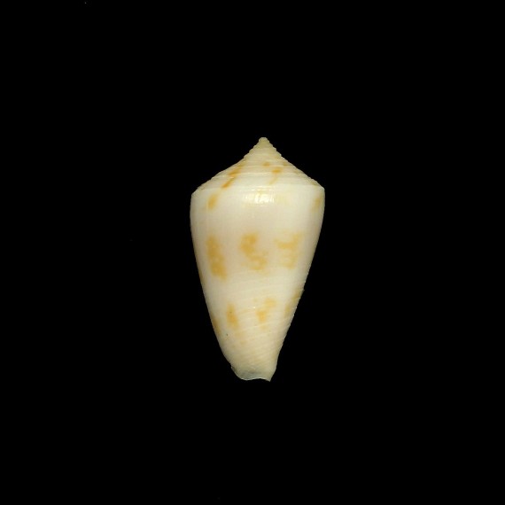 sydneyensis