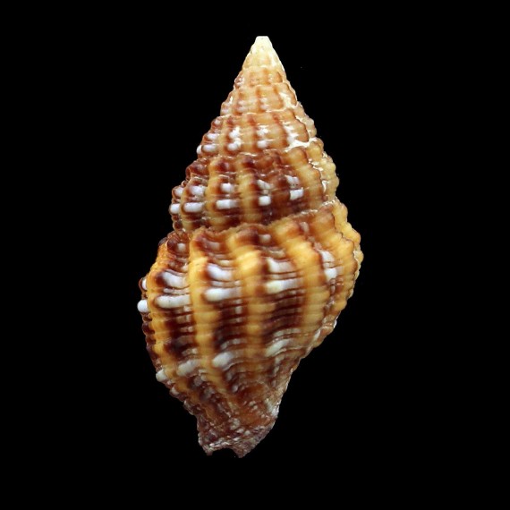 lirata 23,5mm RARE