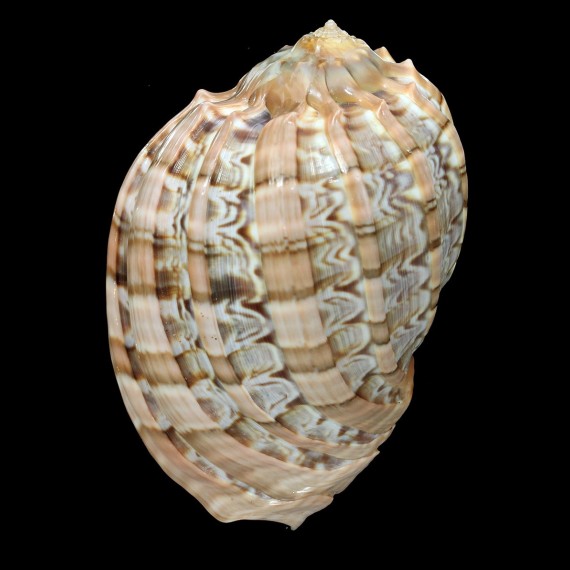 harpa major 86,0mm TAHITI