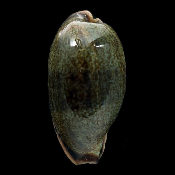 caurica 62,2mm