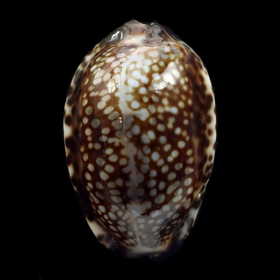 depressa gillei 37,9mm