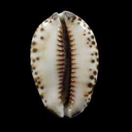 depressa gillei 37,9mm