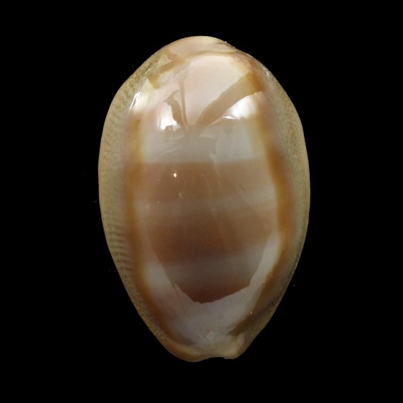 schilderorum 32,4mm