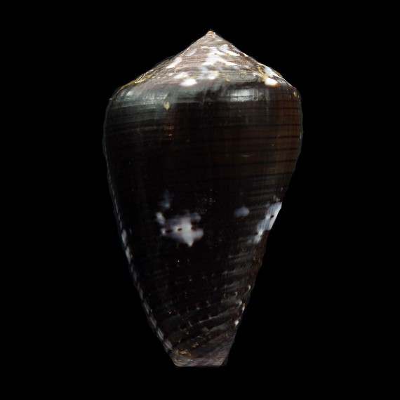 easoni 44,3mm