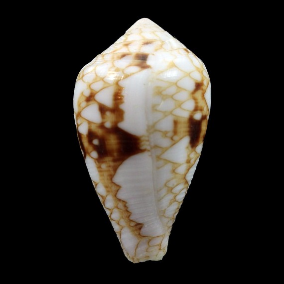 retifer solidus 35,2mm