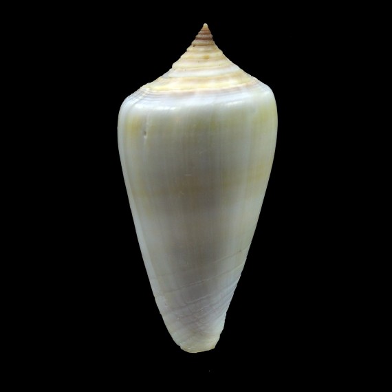 iodostoma 46,8mm SP