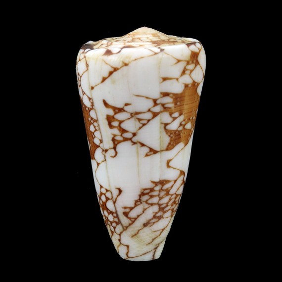 ganensis 50,1mm