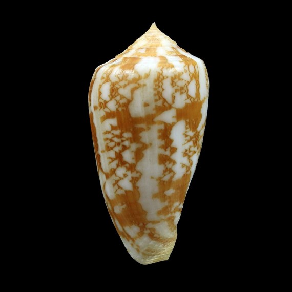 wittigi 33,8mm