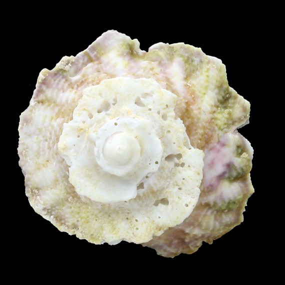 saturnum 31,4mm