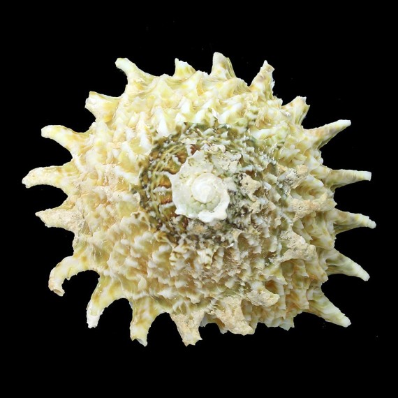 phoebium 70,0mm
