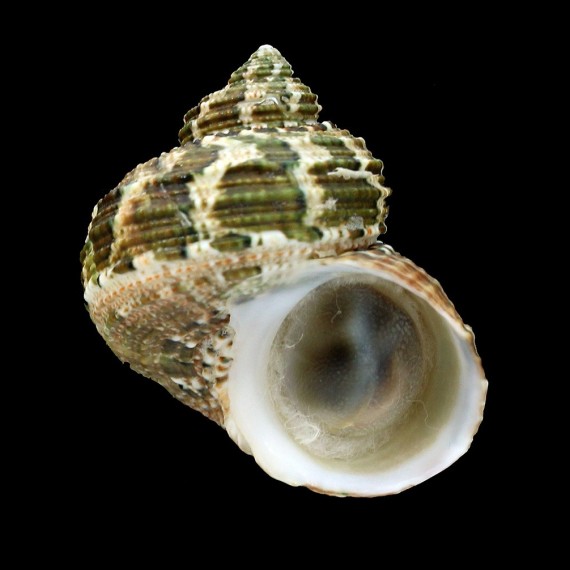 heterocheilus 41,4mm