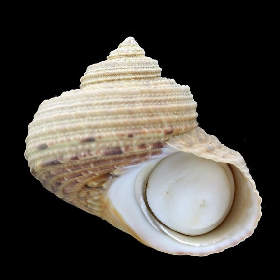 gruneri 48,8mm BIG