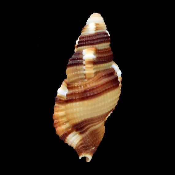 flaveola 46,0mm