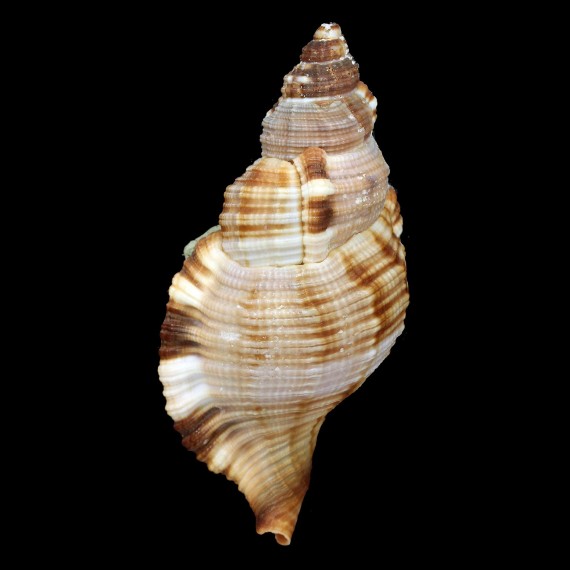 pilearis 100,0mm BIG