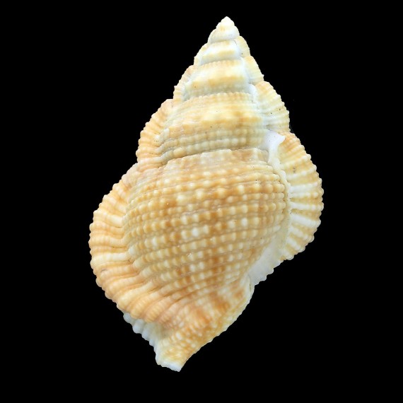 awatii minima 63,4mm GIANT