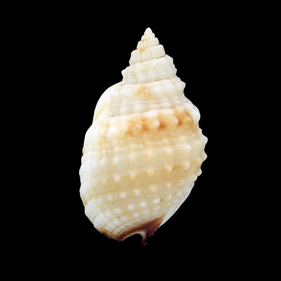 troendleorum 23,3mm UNCOMMON
