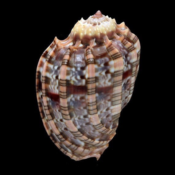 harpa 56,5mm