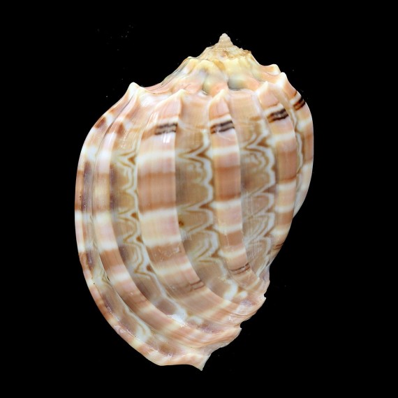 major conoidalis 55,7mm