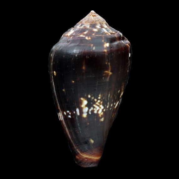 guinaicus franciscanus 53,6mm