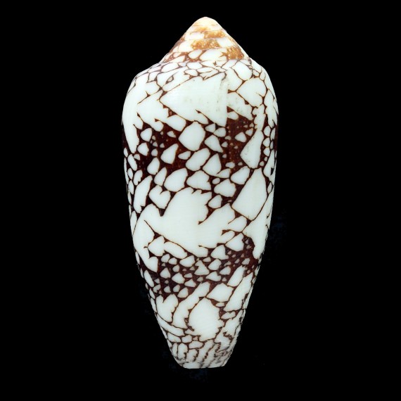 episcopatus 78,8mm