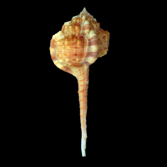 haustellum 107,2mm ORANGE RARE