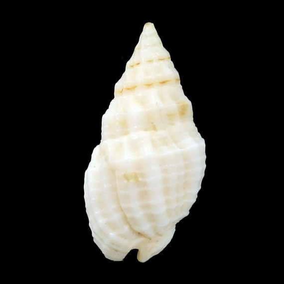 textus 25,4mm
