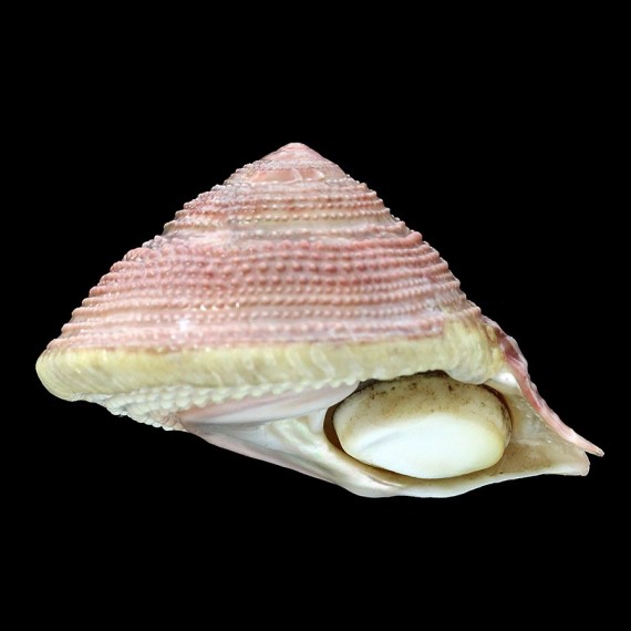 aculeata tagaroae 48,0mm