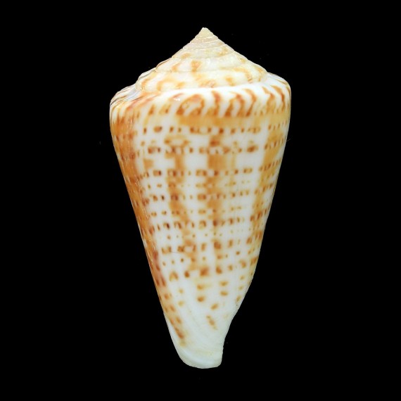 lemniscatus 50,2mm