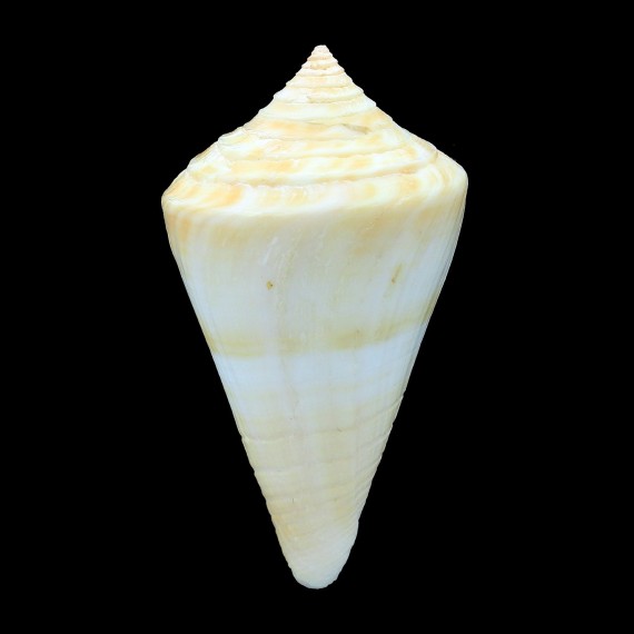 stimpsoni 58,7mm BIG