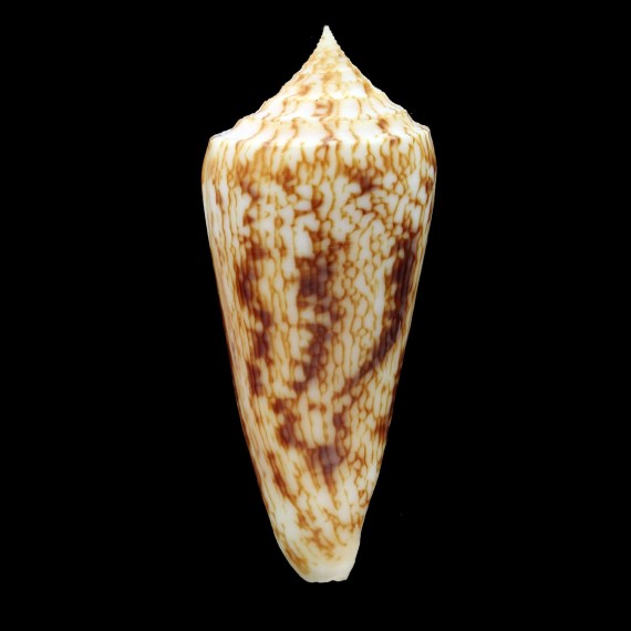 neptunus 67,8mm SUPERB