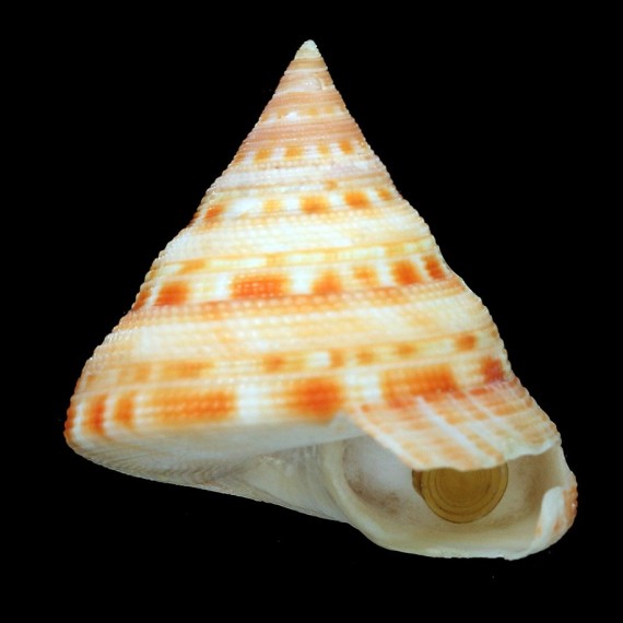 gotoi 52,0mm