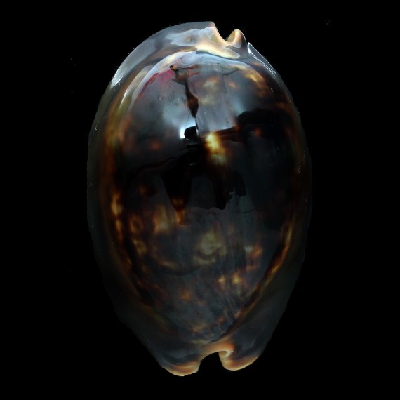mauritiana 78,0mm NIGER