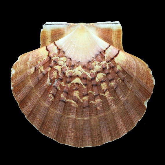 maximus 113,4mm