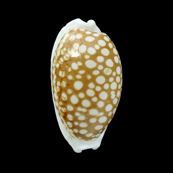 cribraria zadela 29,1mm NG