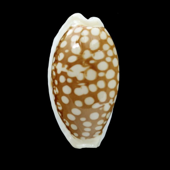 cribraria zadela 35,4mm SOLOMON